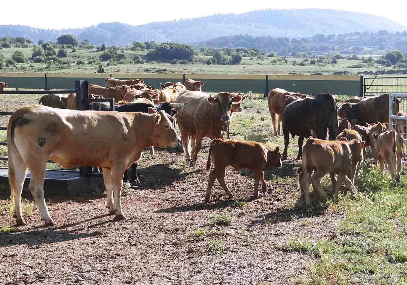 Galeria Vacas
