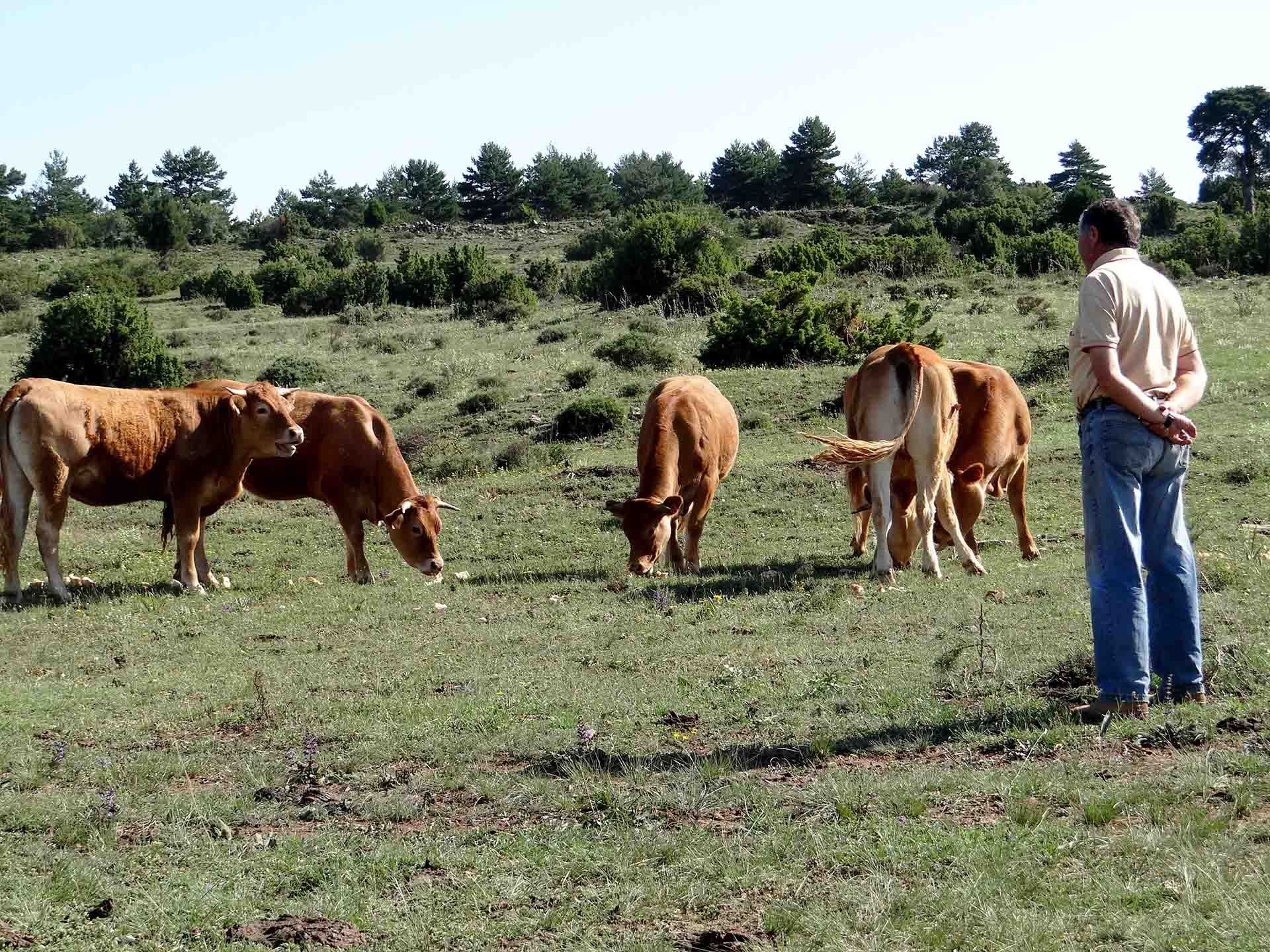 Galeria Vacas10