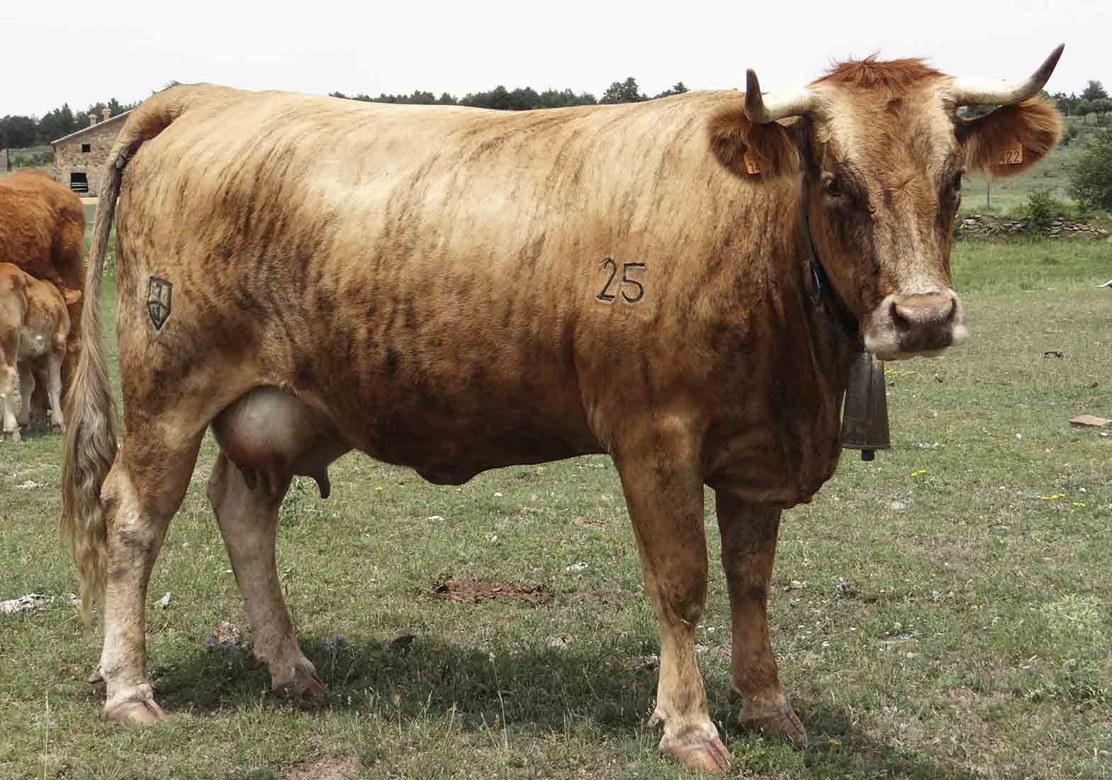 Galeria Vacas11