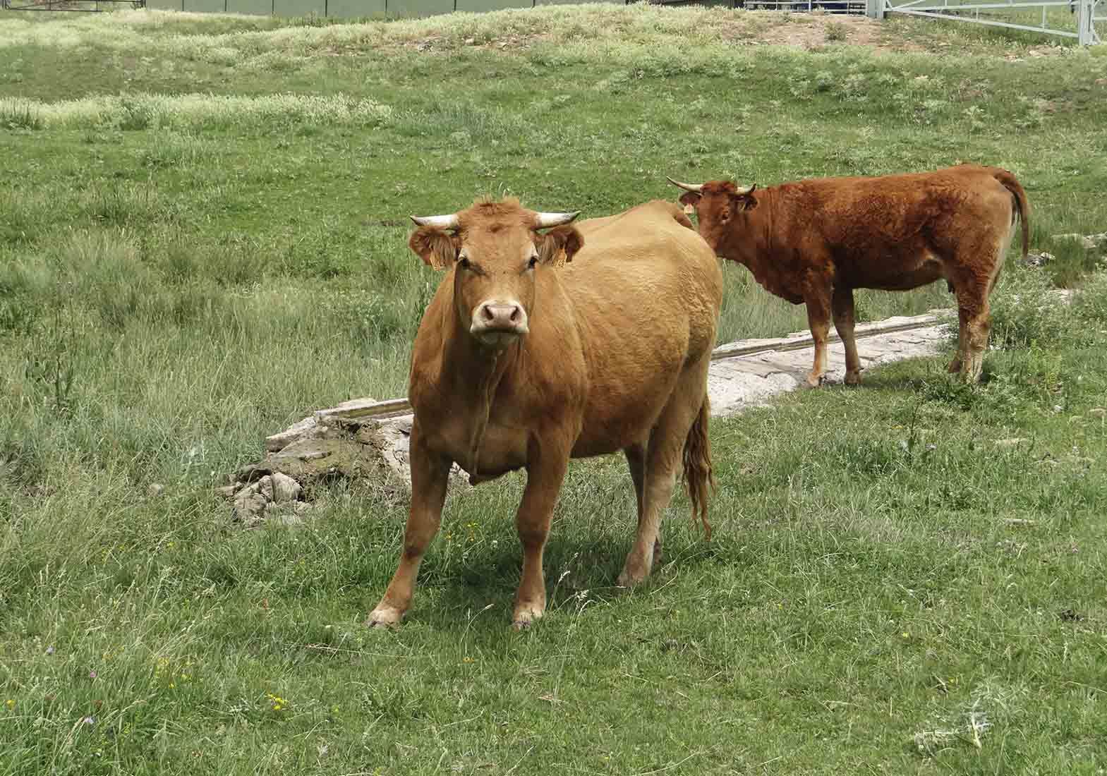 Galeria Vacas13