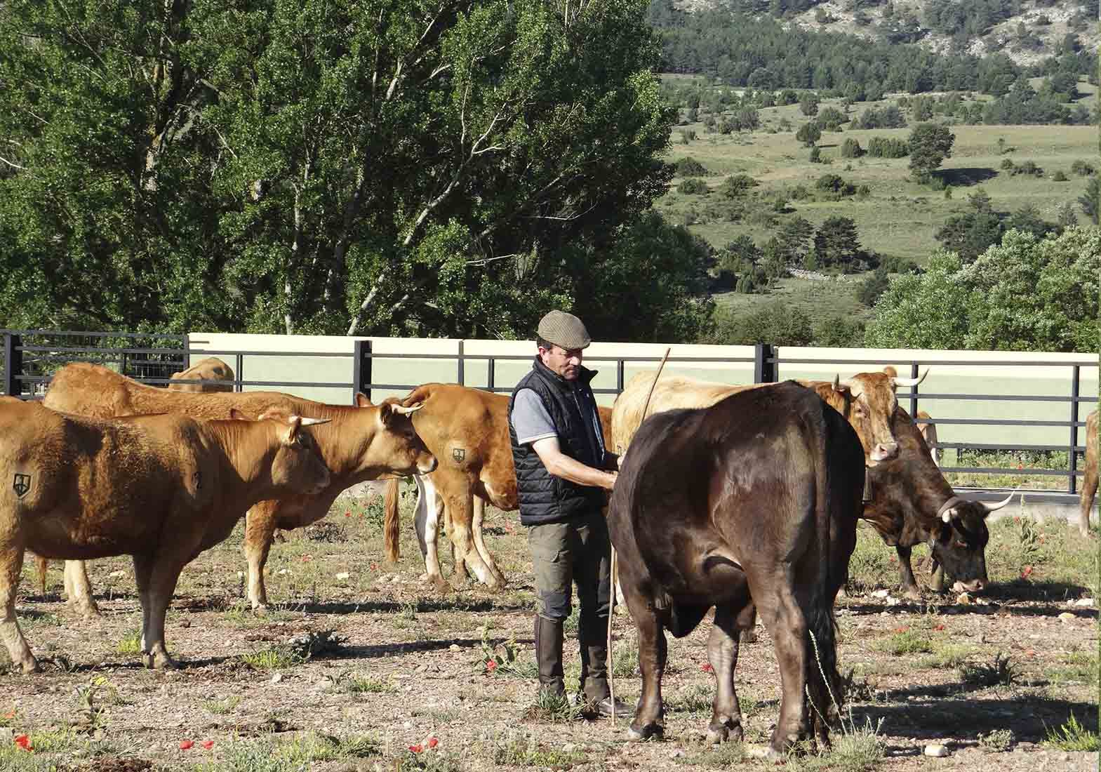 Galeria Vacas14