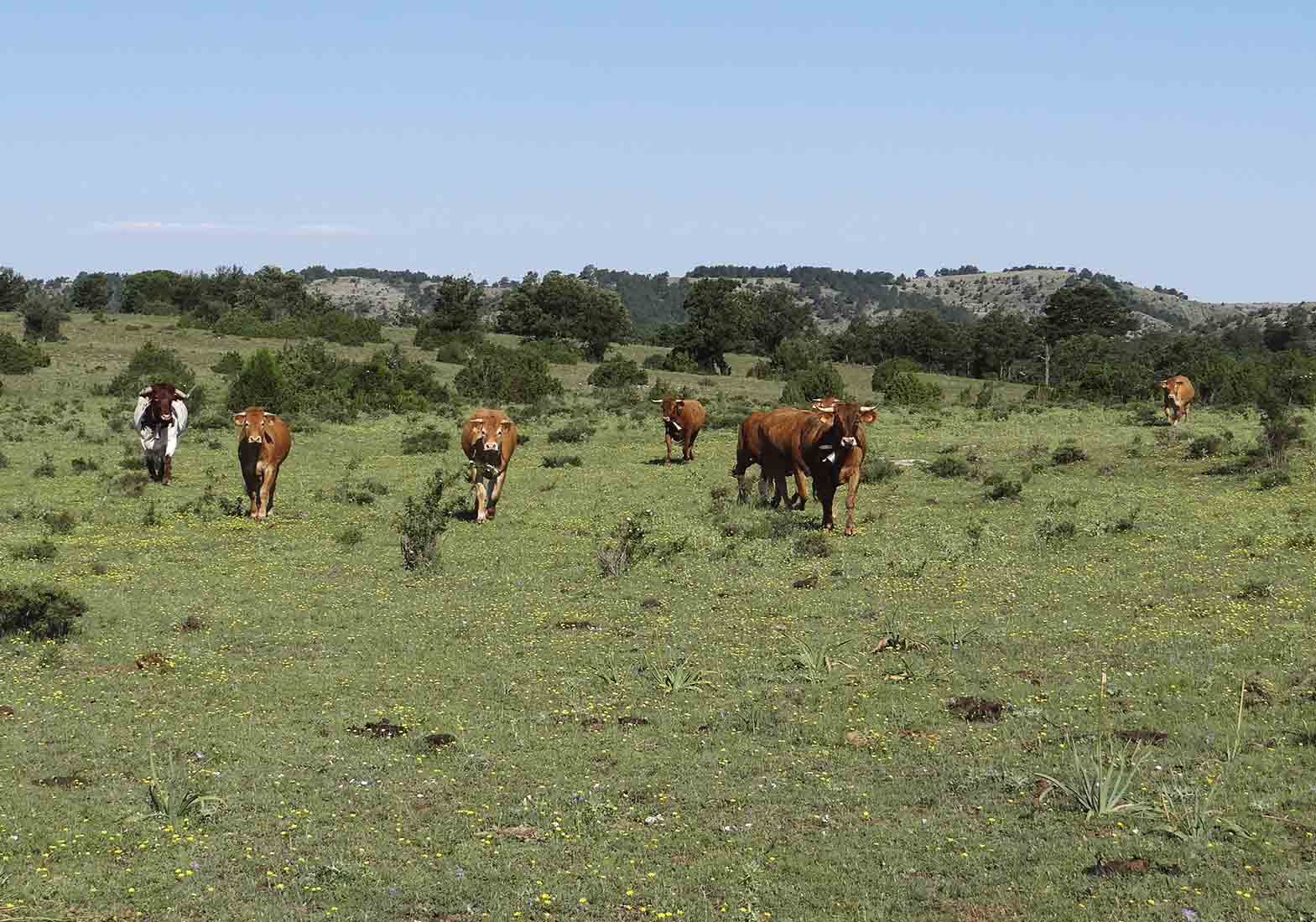 Galeria Vacas15