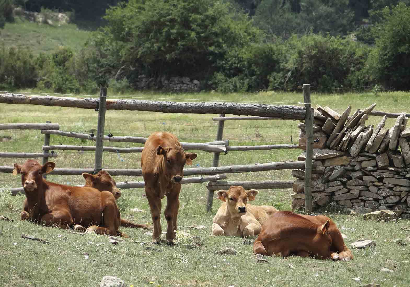 Galeria Vacas16