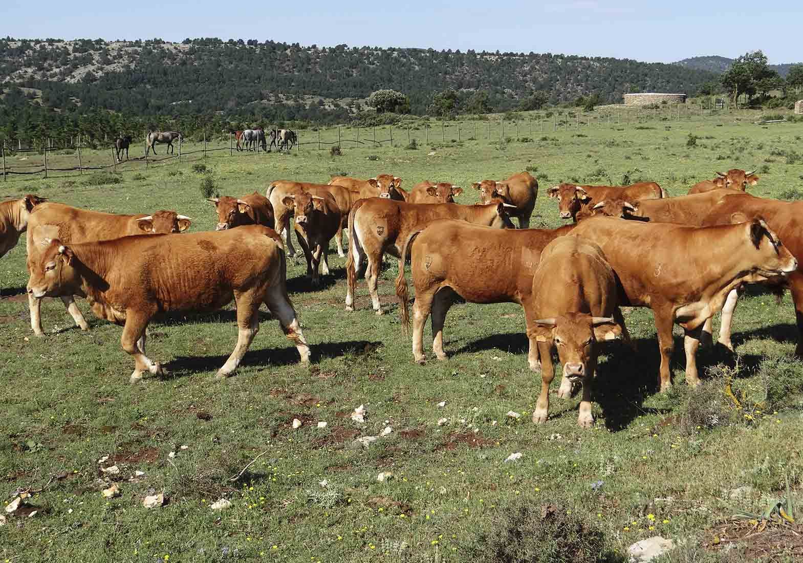 Galeria Vacas17