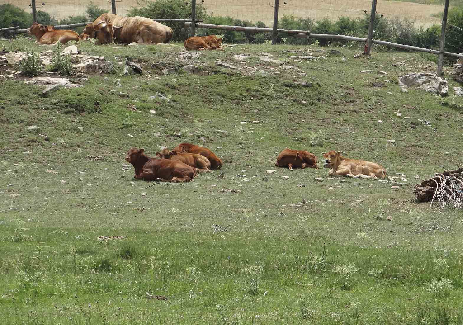 Galeria Vacas18