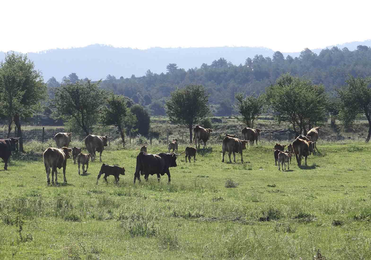 Galeria Vacas19
