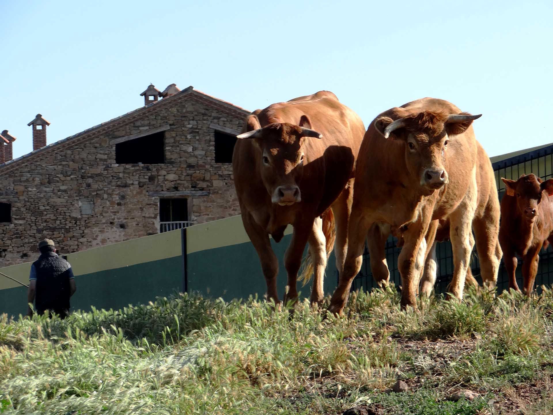 Galeria Vacas2