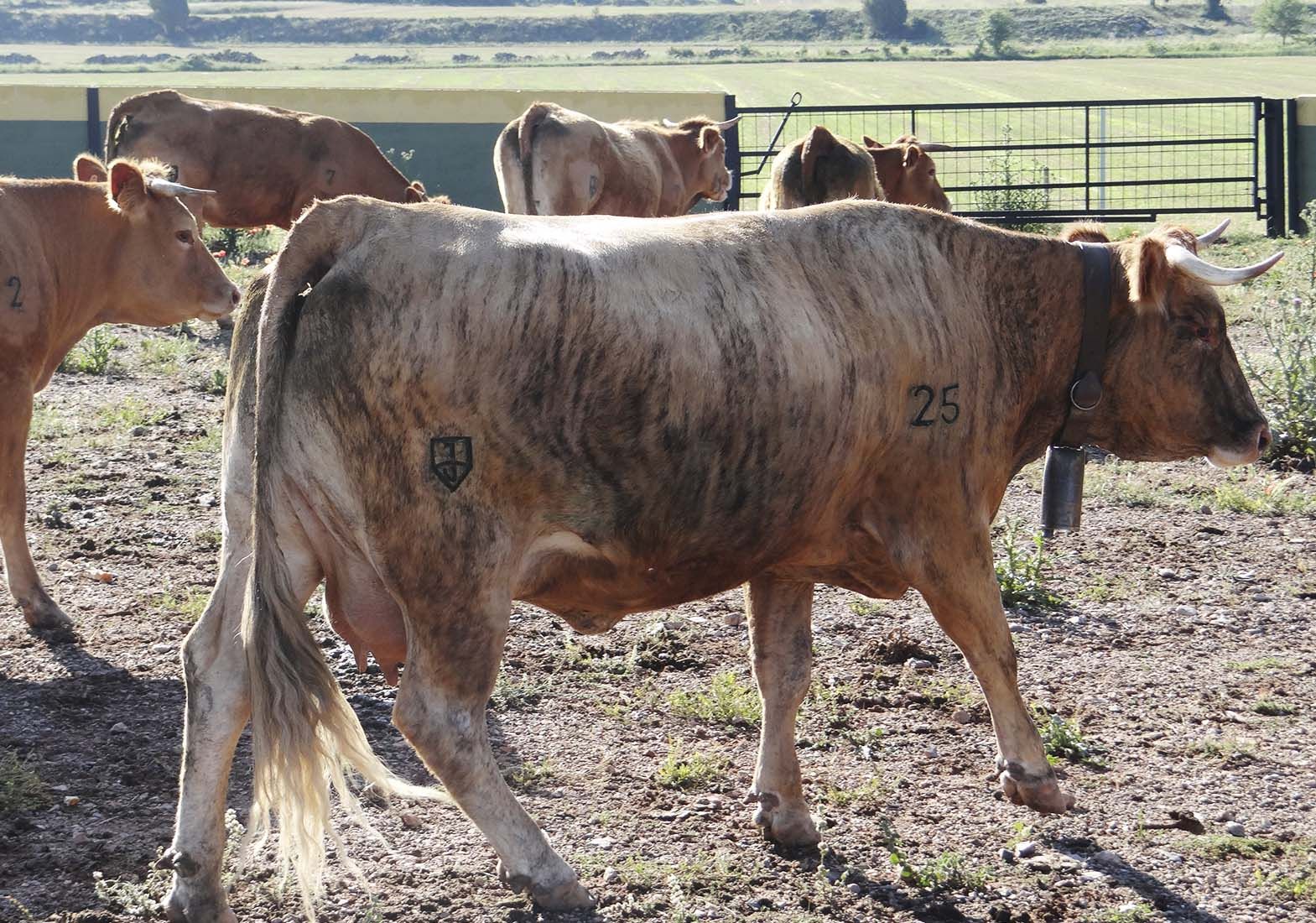 Galeria Vacas25