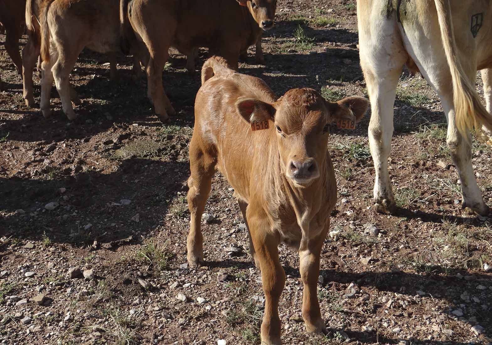 Galeria Vacas26