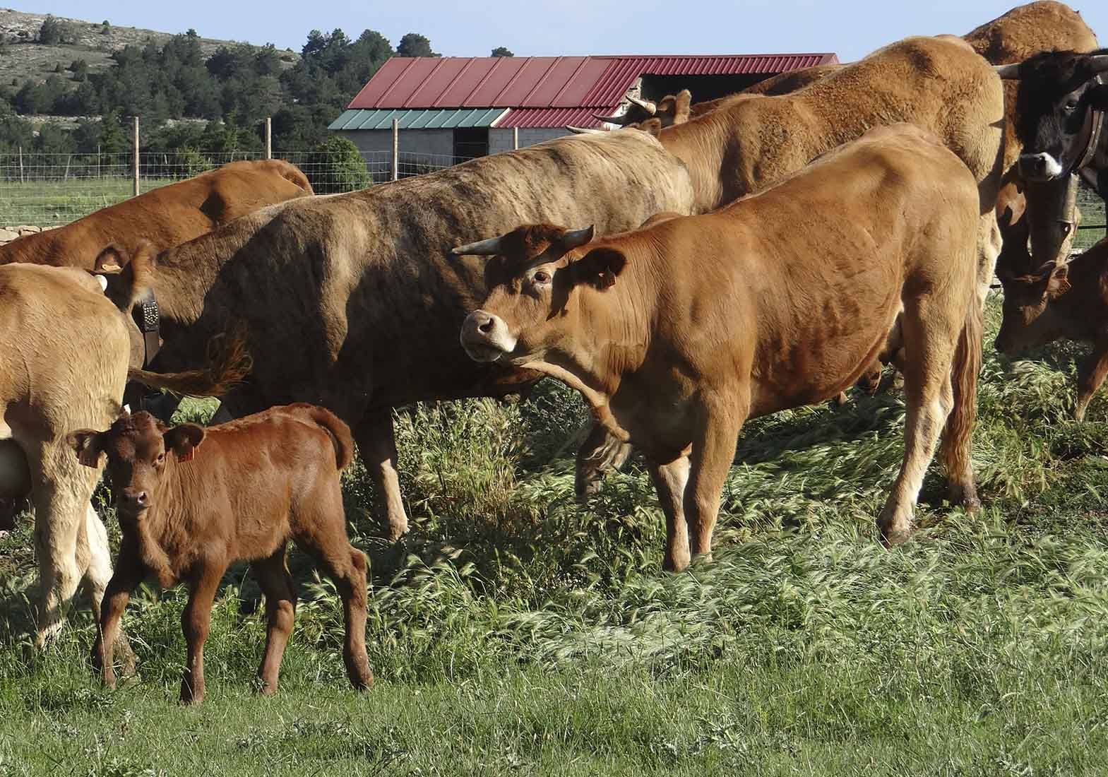 Galeria Vacas28