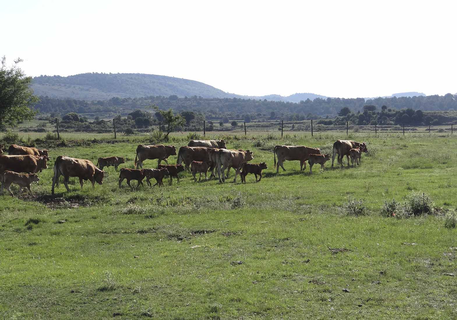 Galeria Vacas29