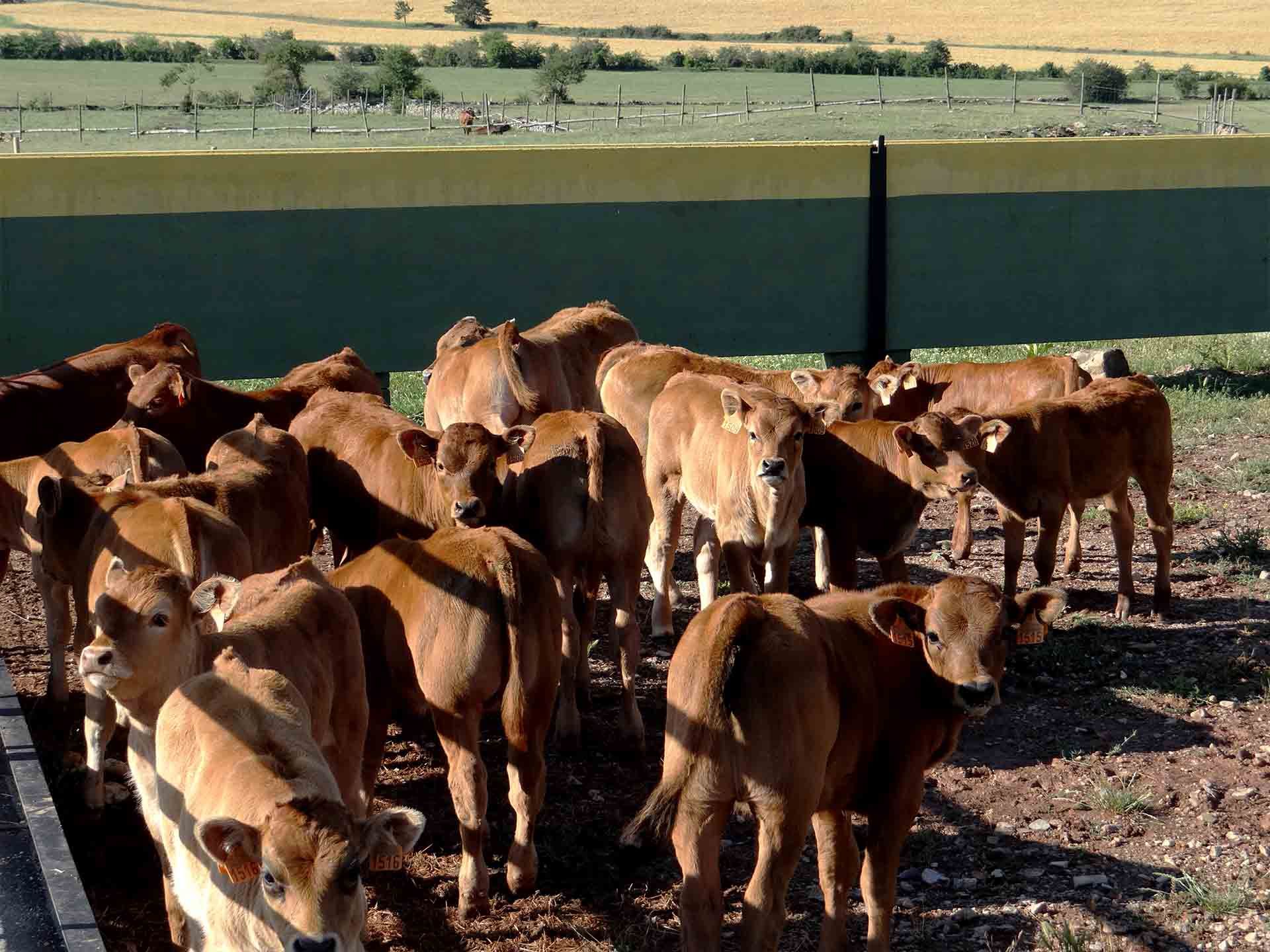 Galeria Vacas3