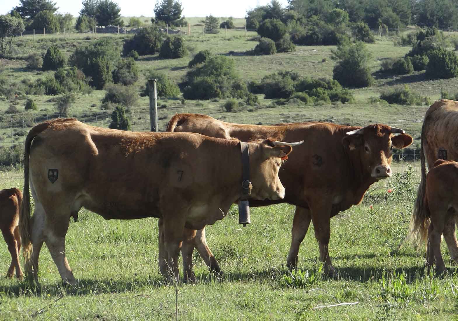Galeria Vacas30