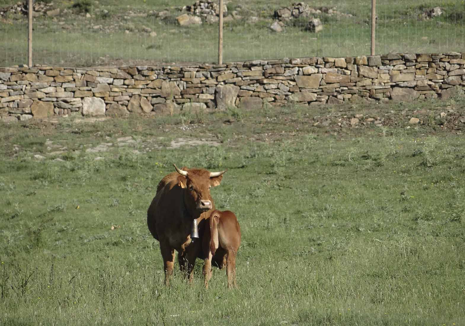 Galeria Vacas31