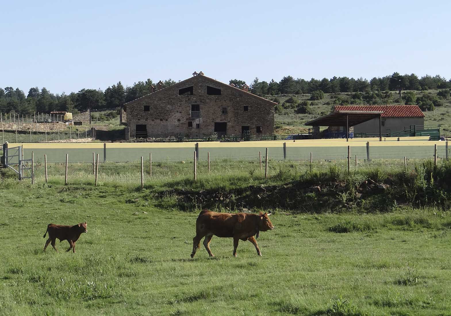 Galeria Vacas32