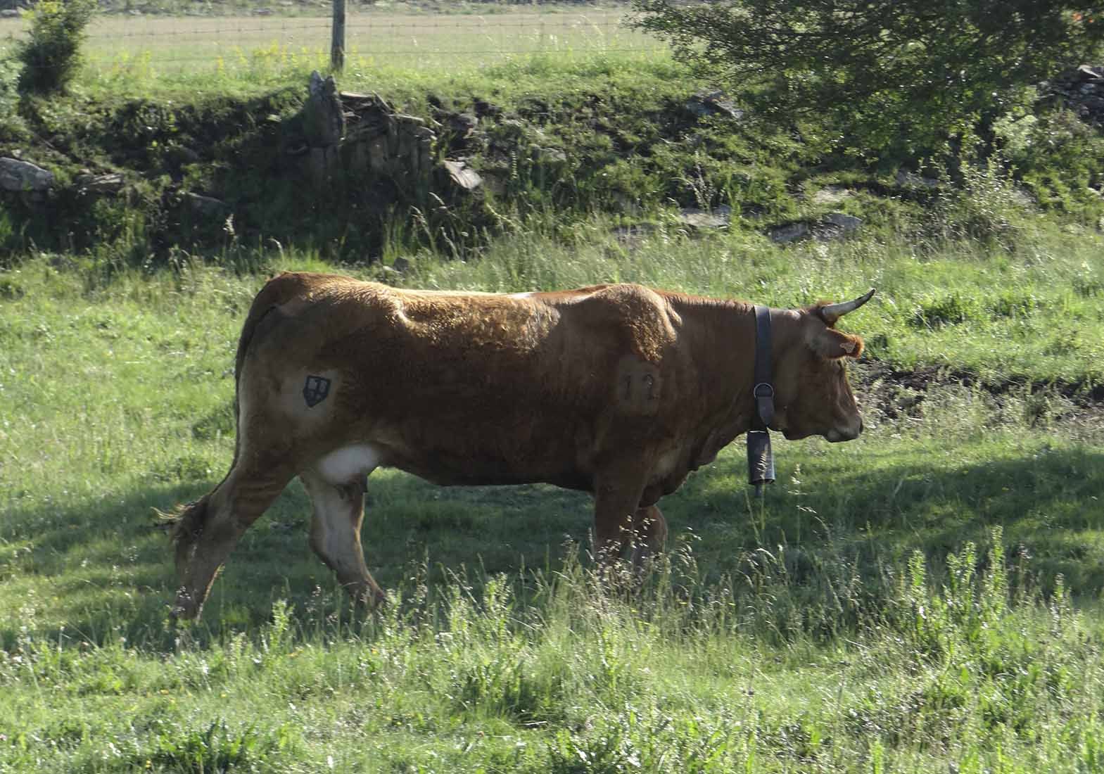 Galeria Vacas33