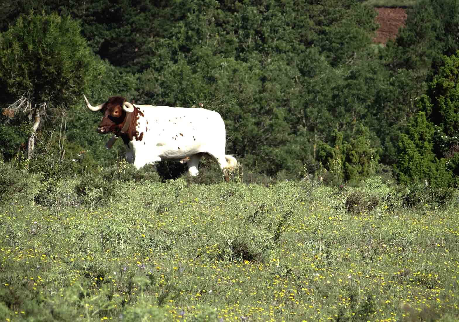 Galeria Vacas35