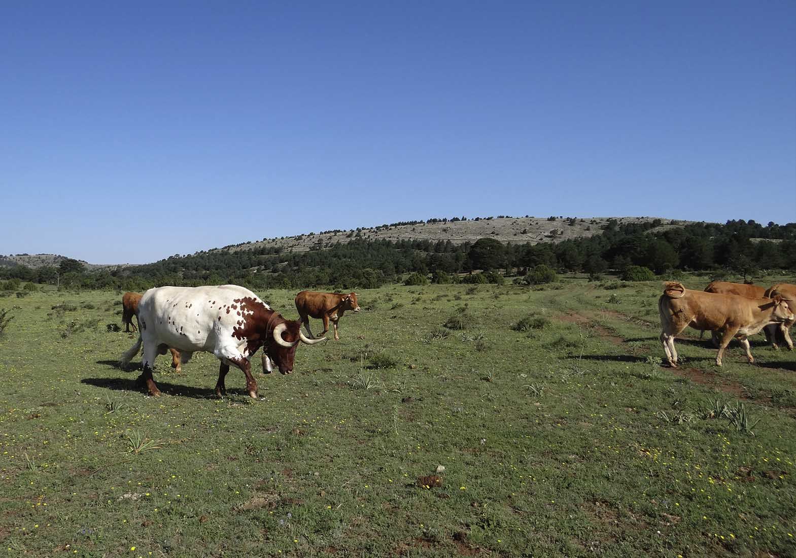 Galeria Vacas36