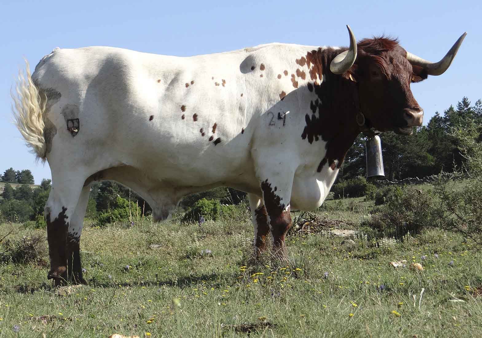 Galeria Vacas37