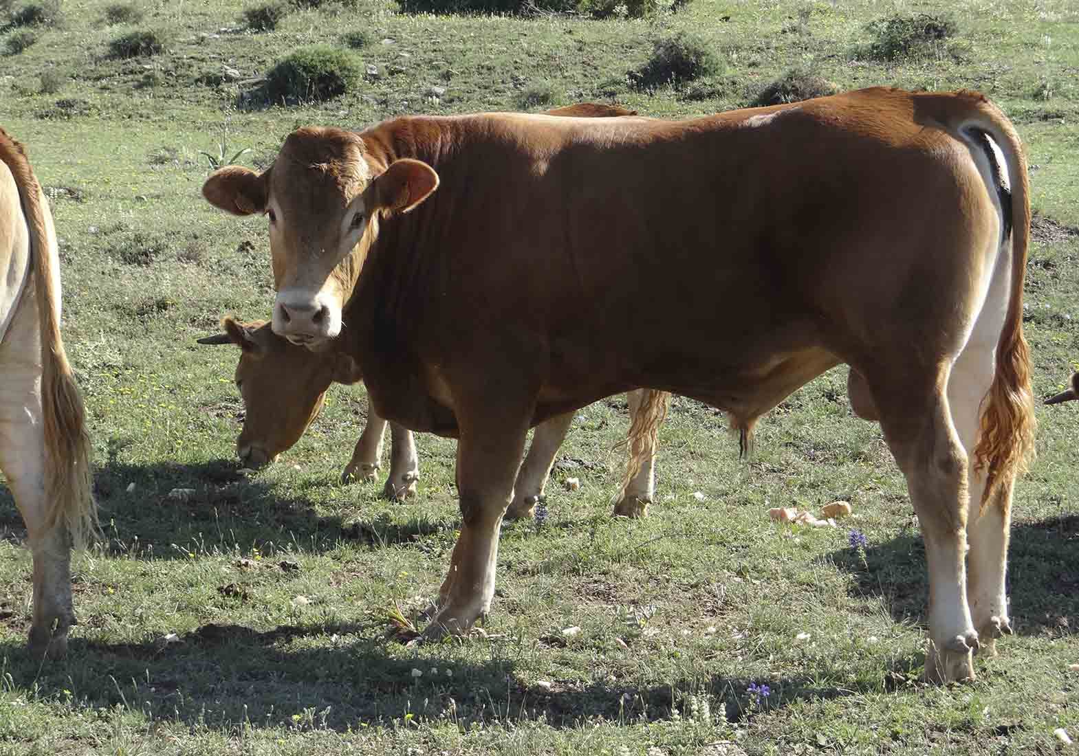 Galeria Vacas38