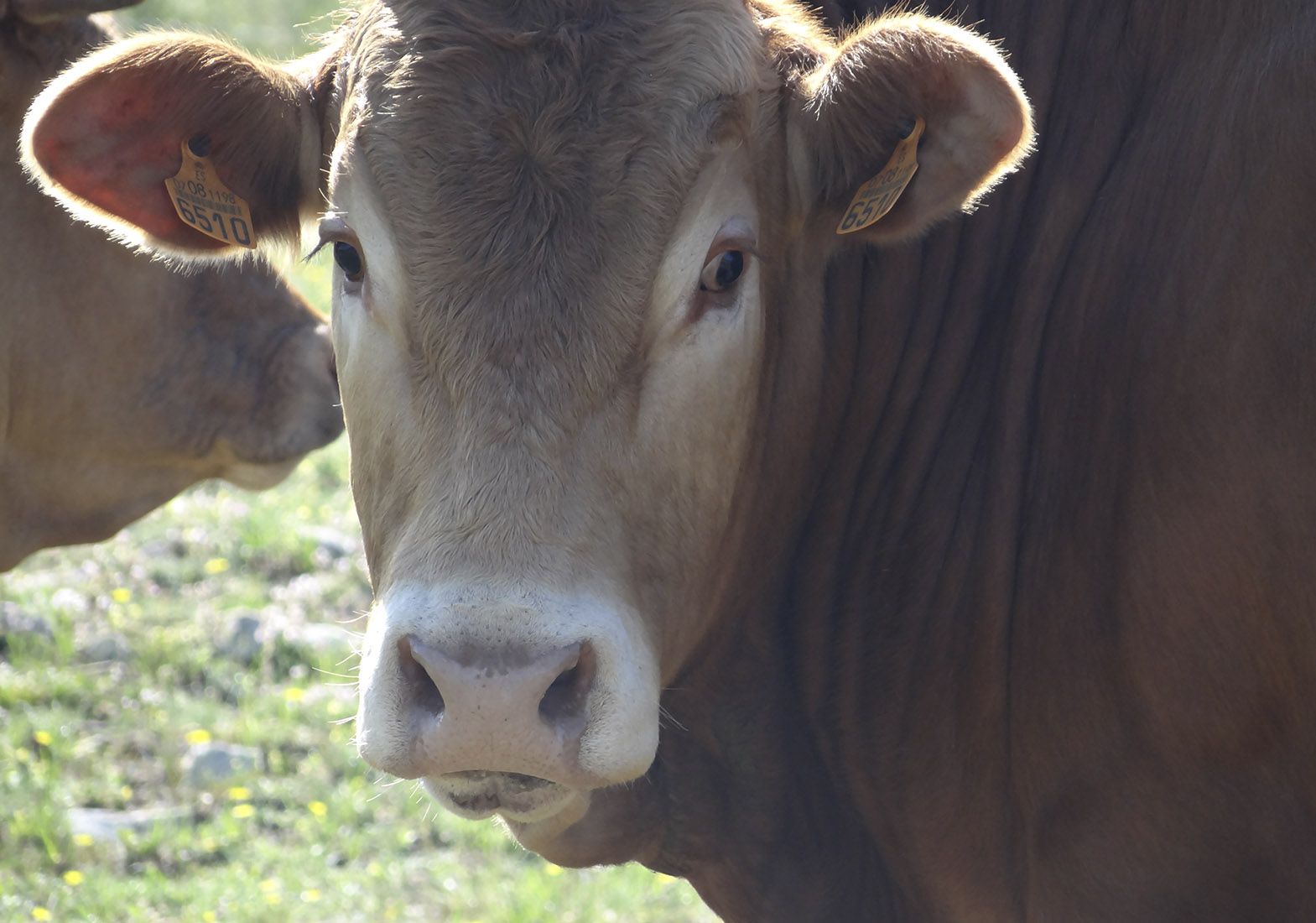 Galeria Vacas2