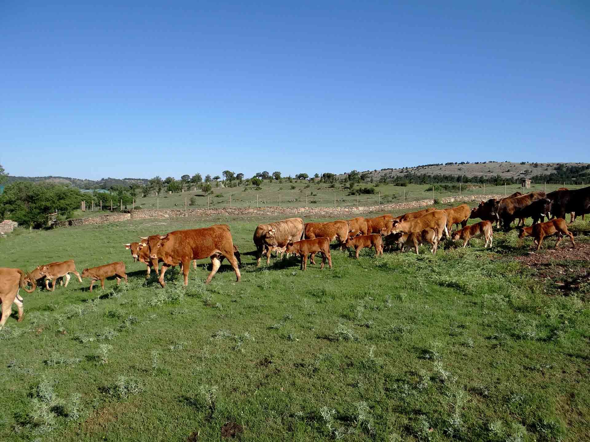 Galeria Vacas4