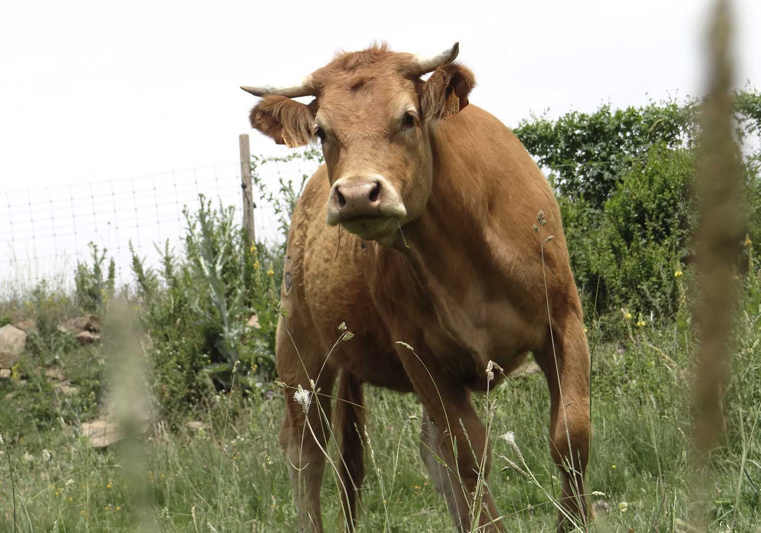 Galeria Vacas40