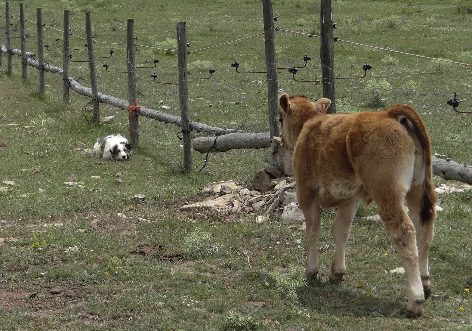 Galeria Vacas42