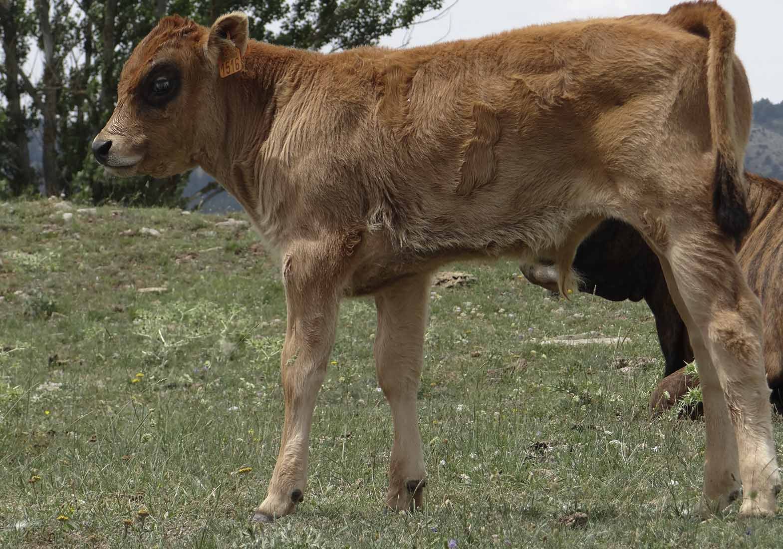 Vacas 23