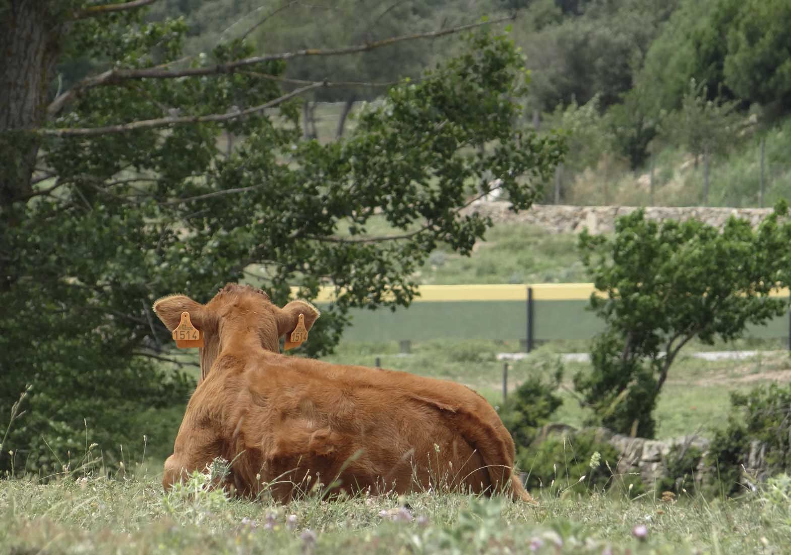 Galeria Vacas44