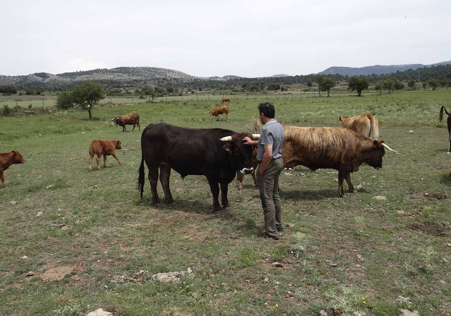 Galeria Vacas45