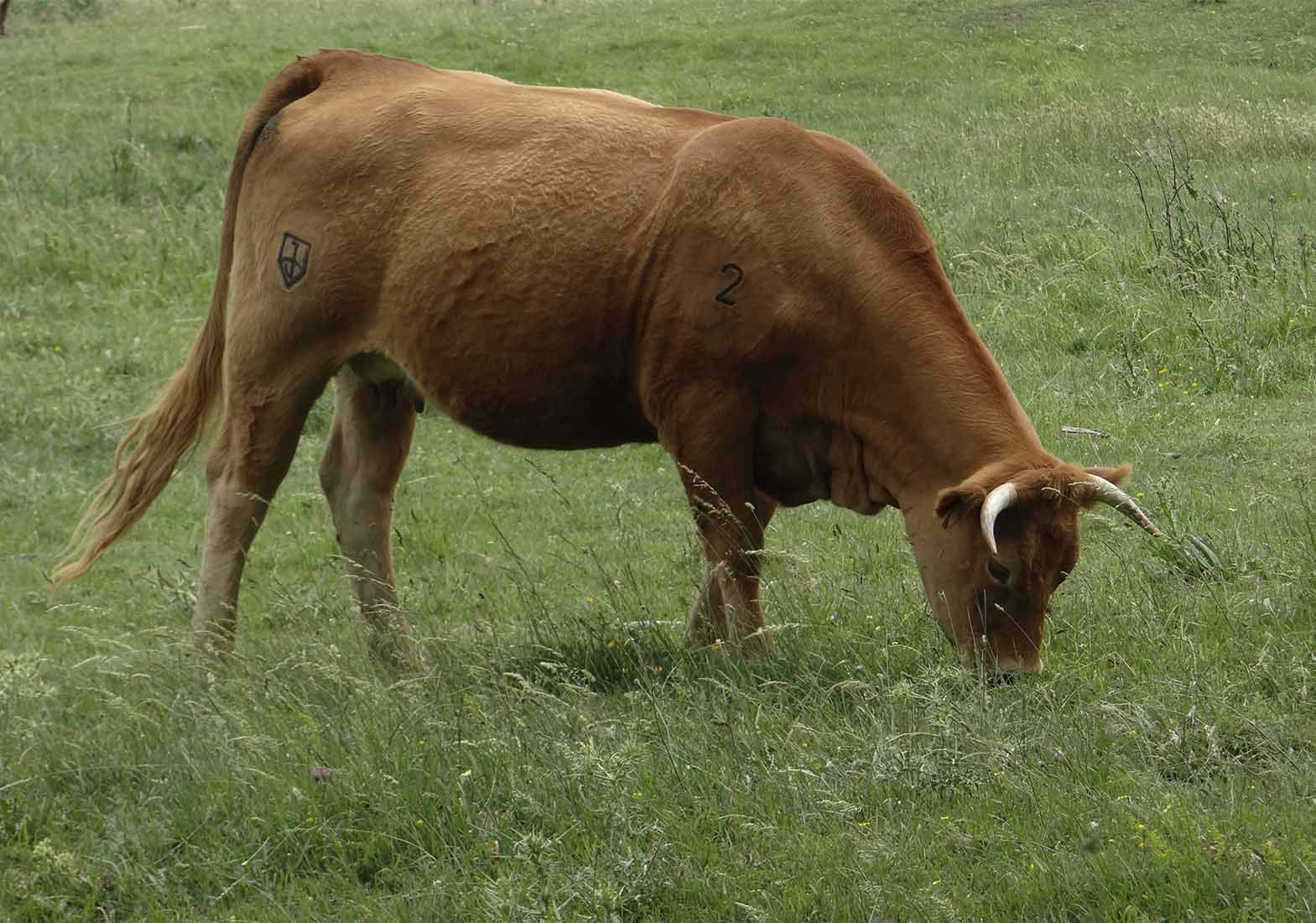 Galeria Vacas46