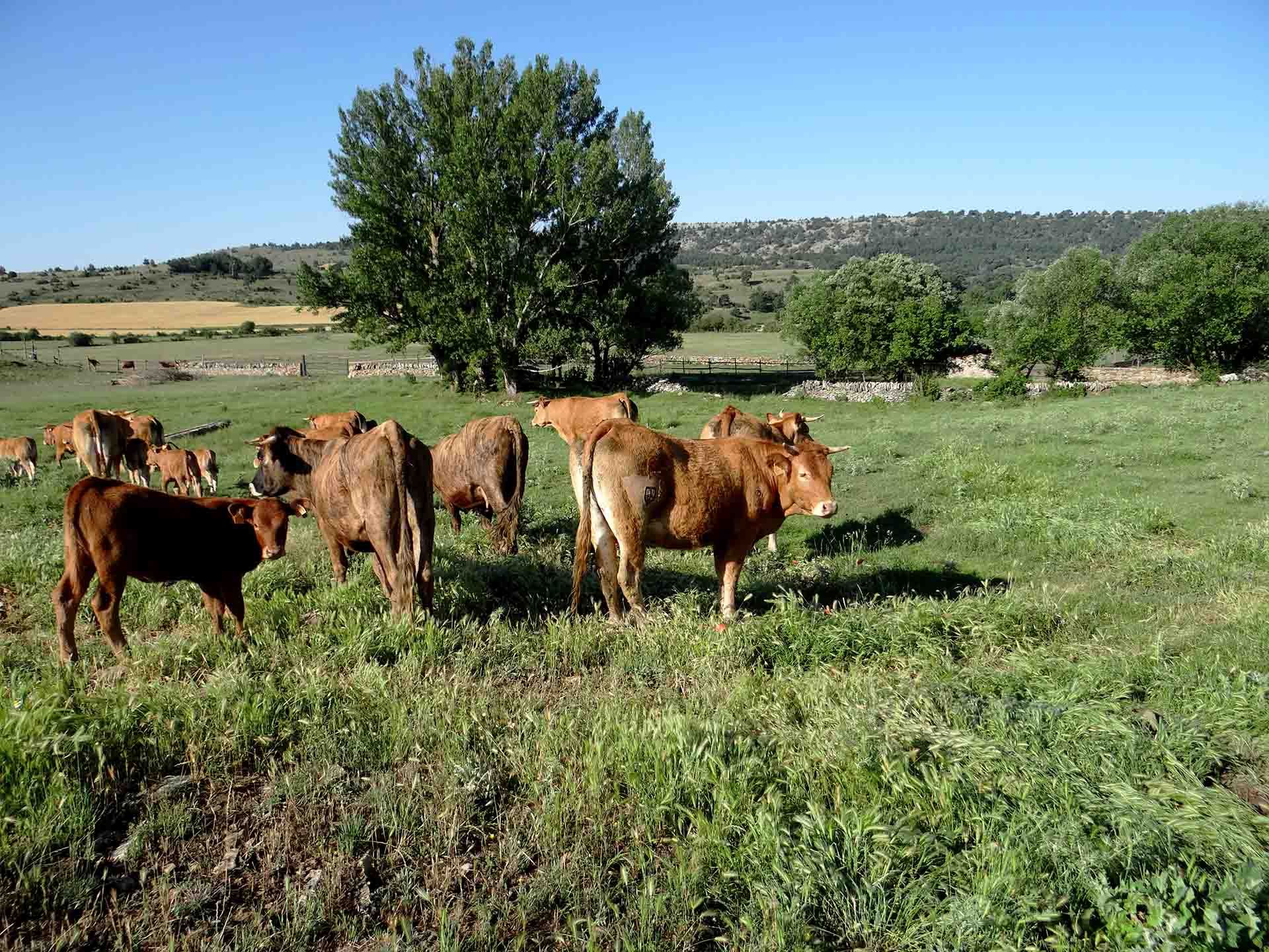 Galeria Vacas5