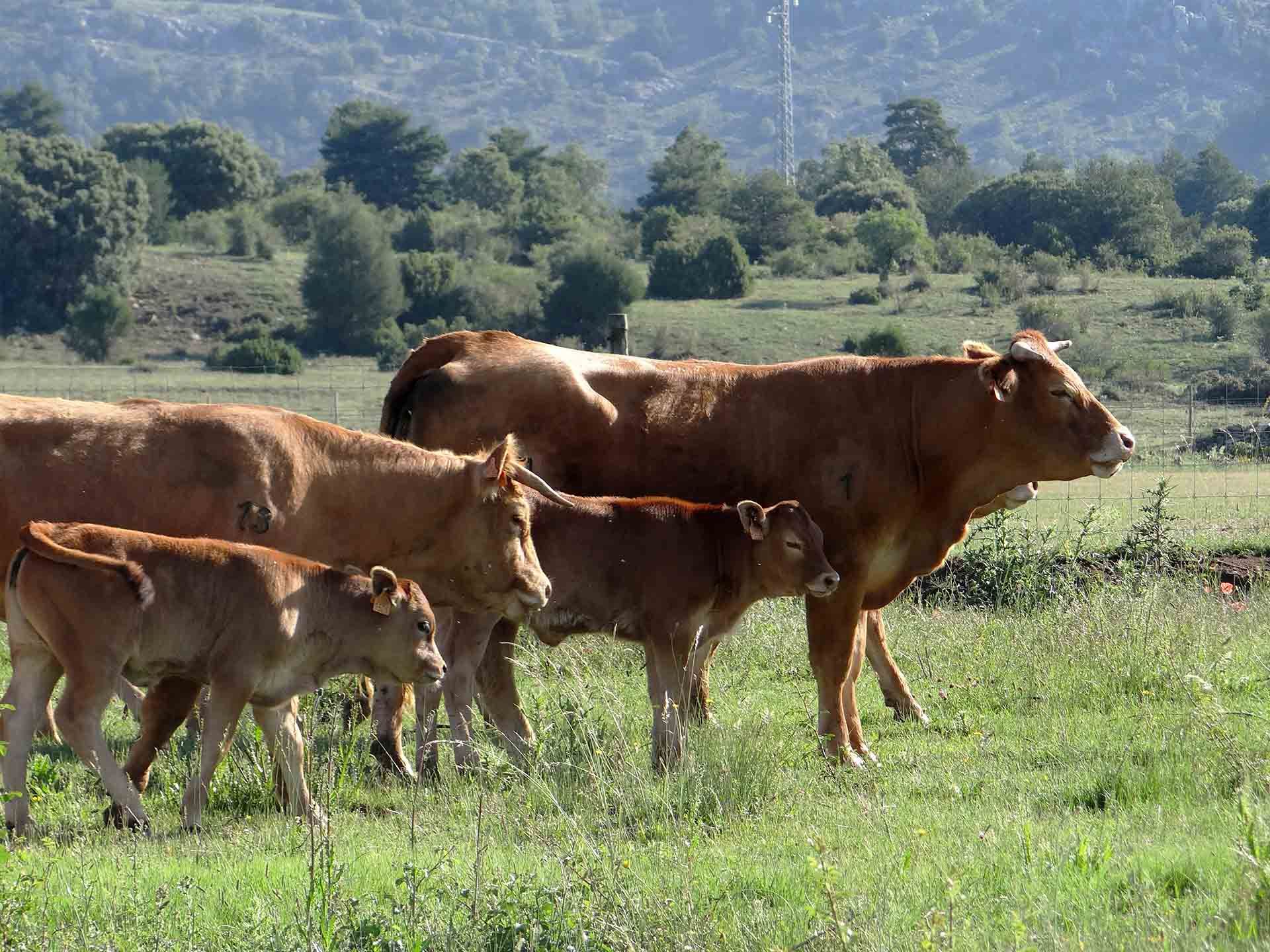 Galeria Vacas6