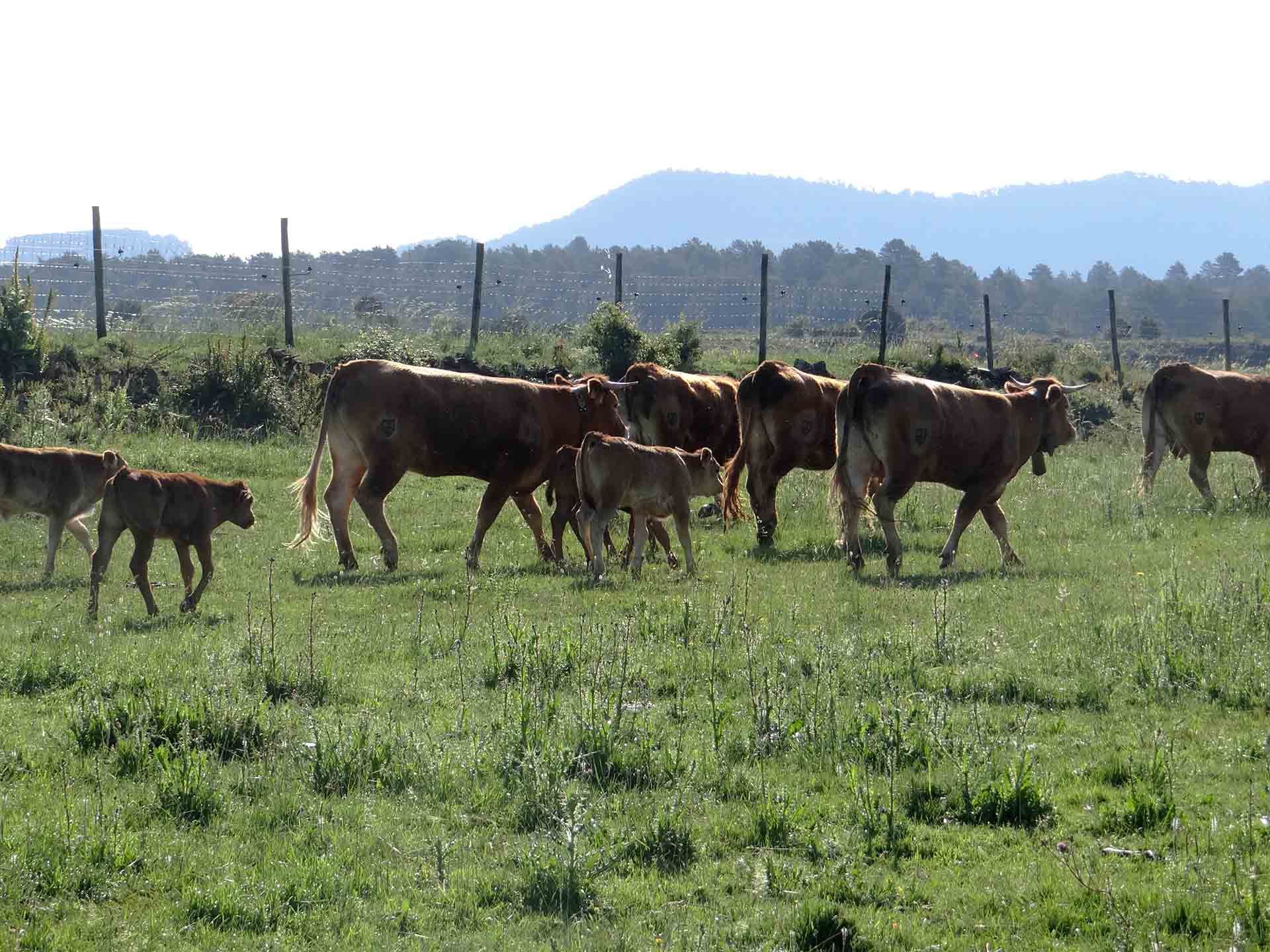 Galeria Vacas7
