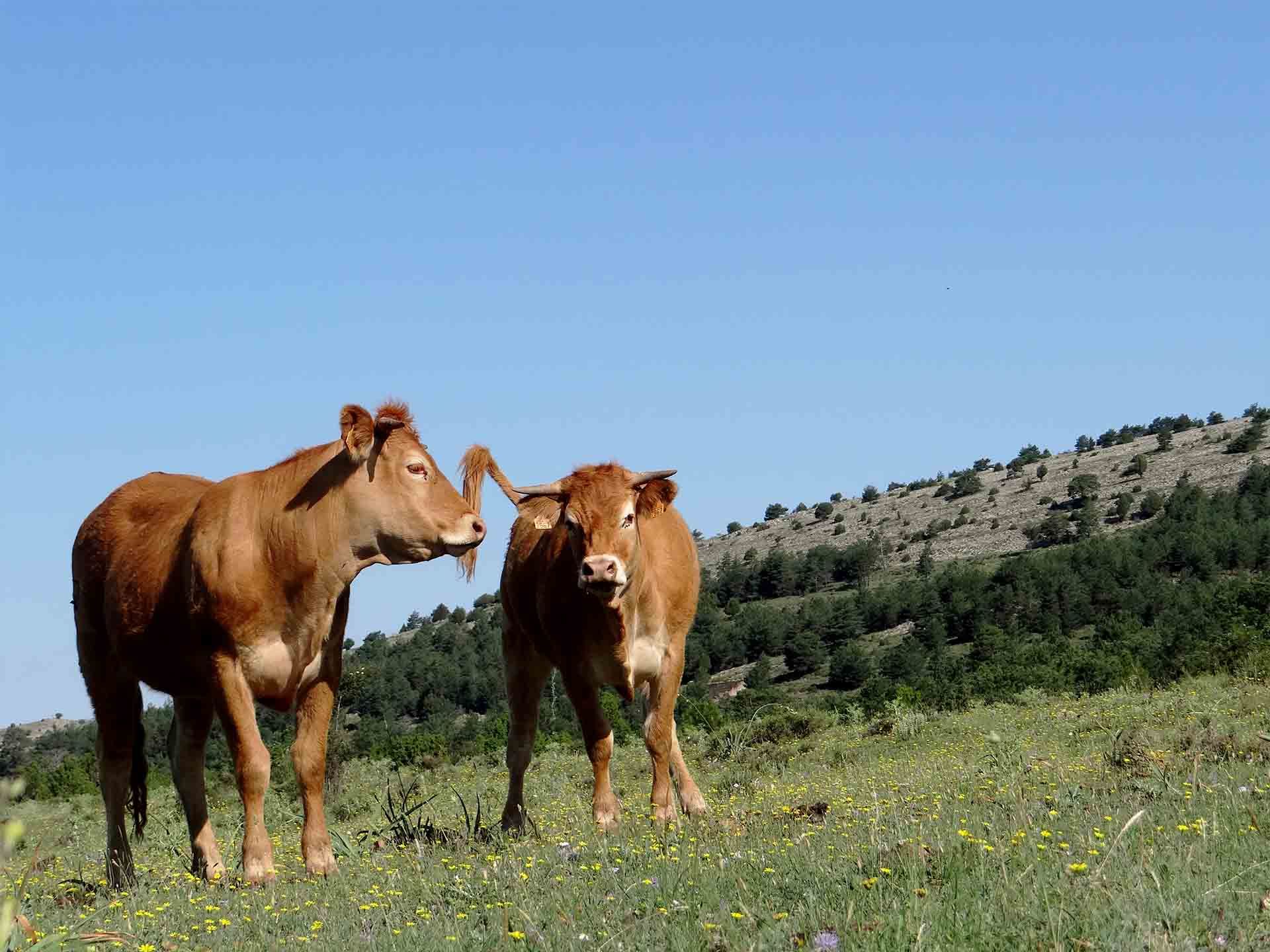 Galeria Vacas8