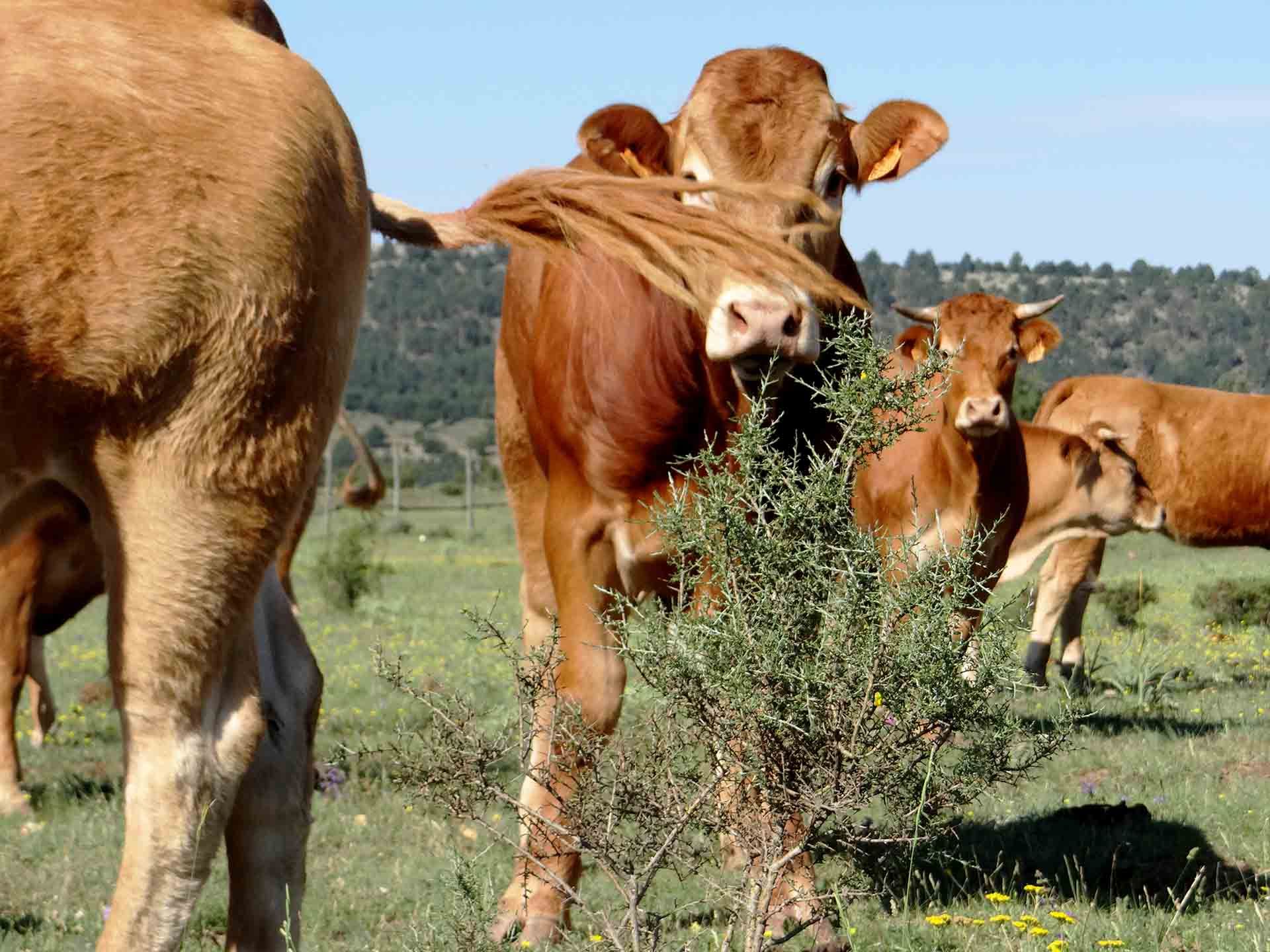 Galeria Vacas9