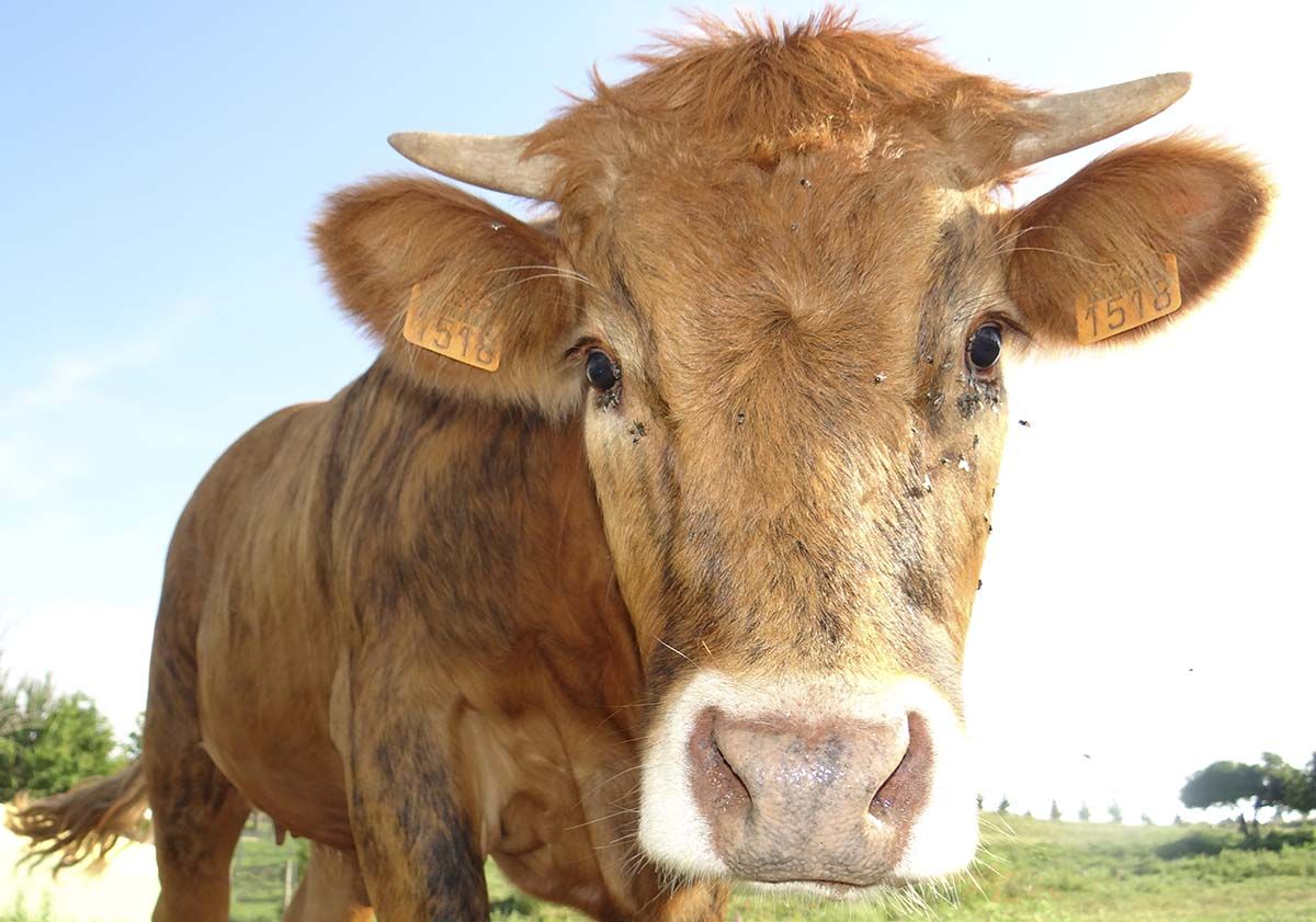 Vacas 30