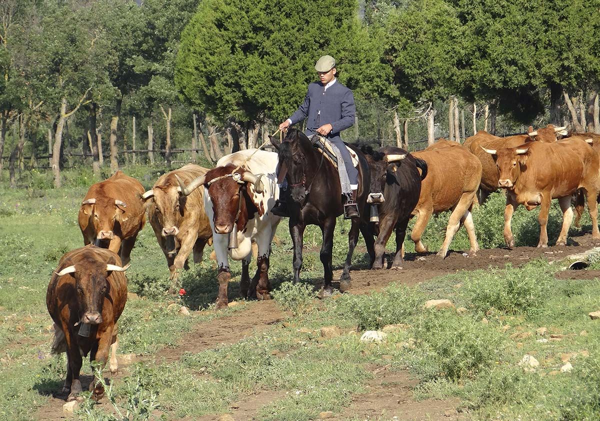 Vacas 31