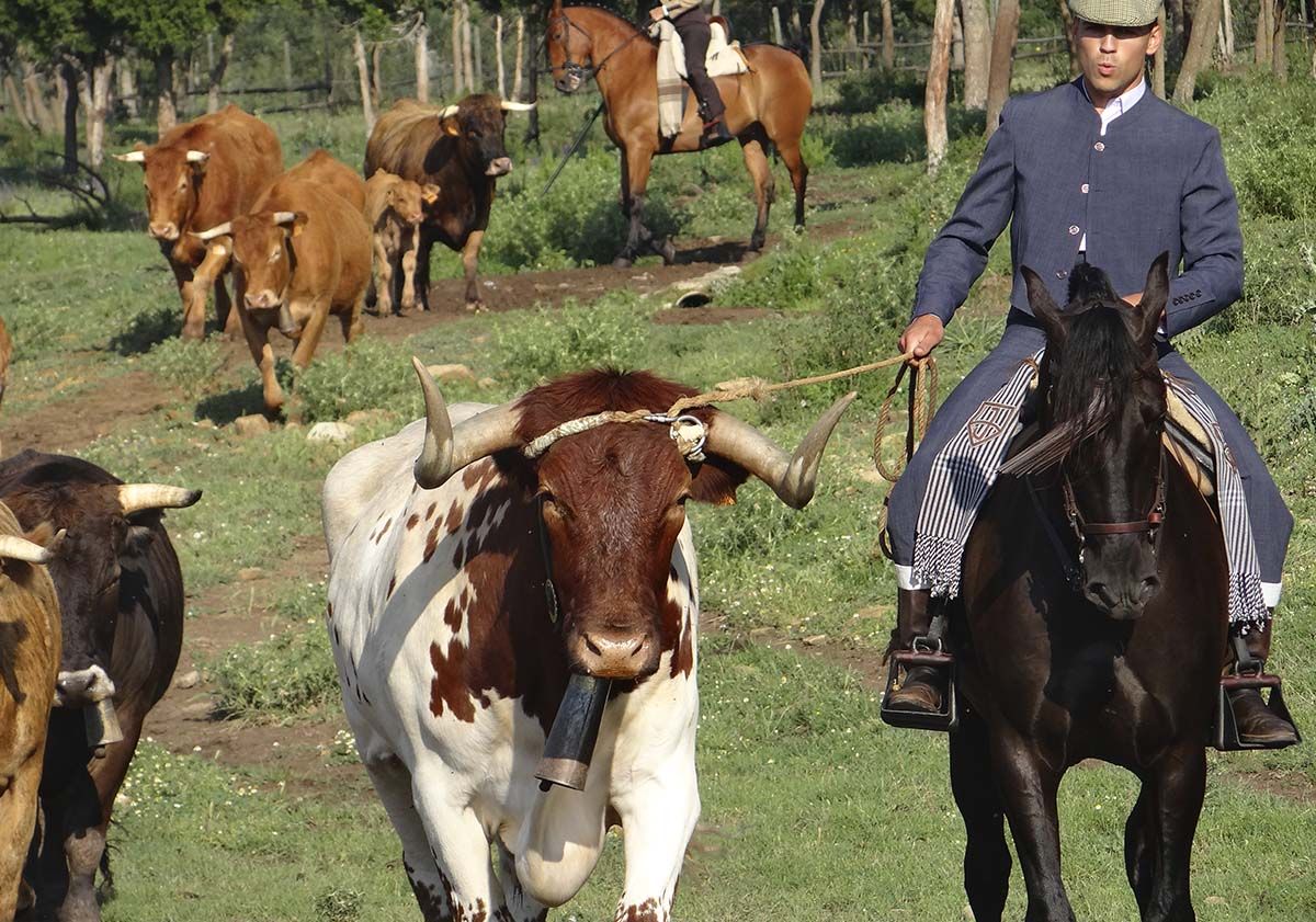 Vacas 32