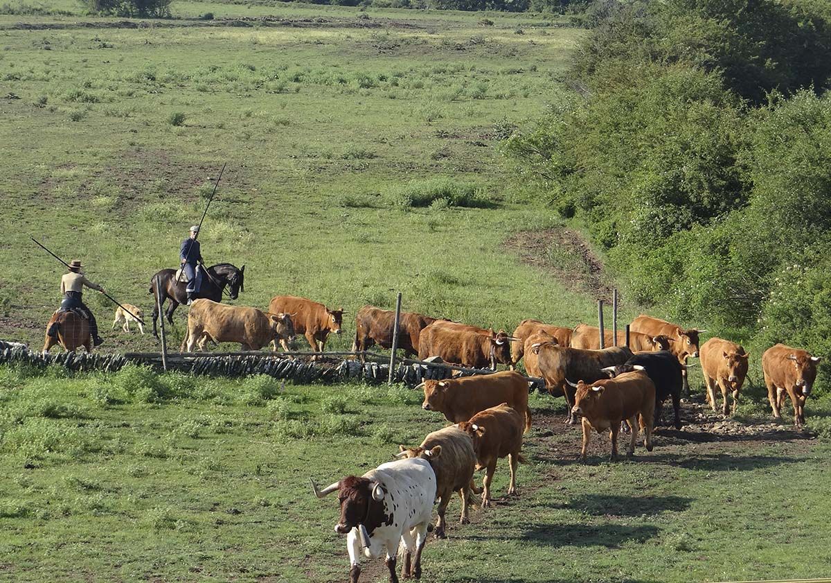 Vacas 33