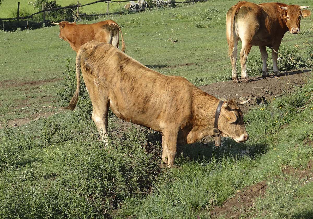 Vacas 34