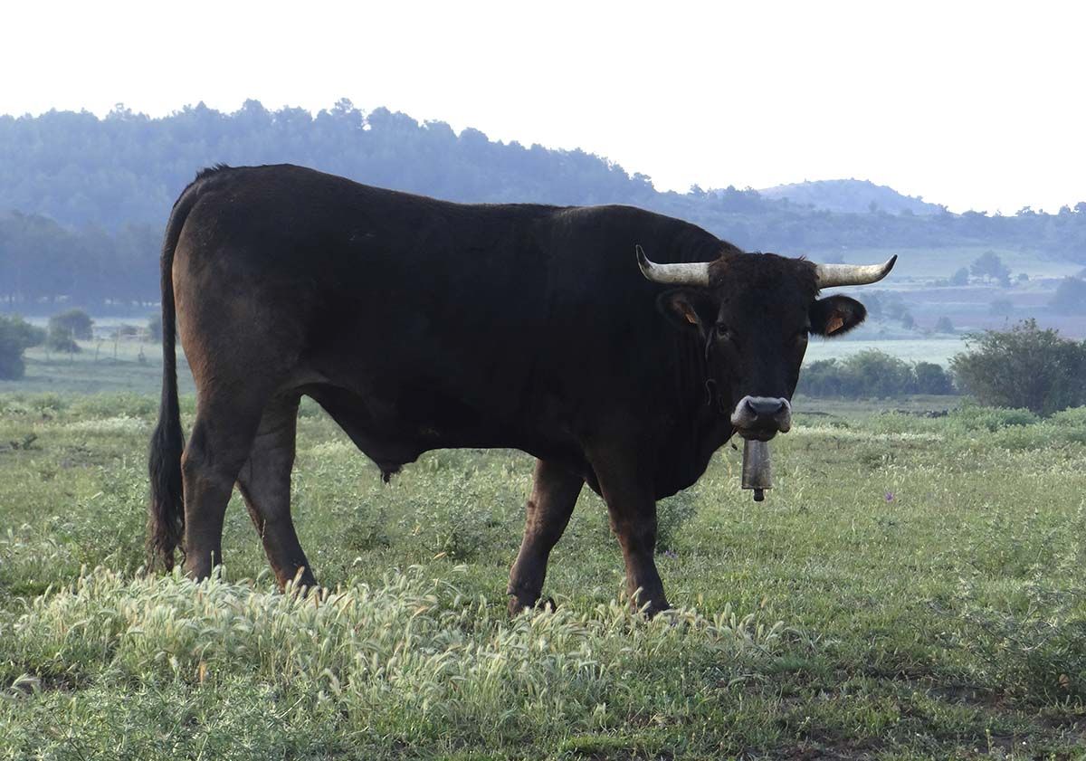 Vacas 35