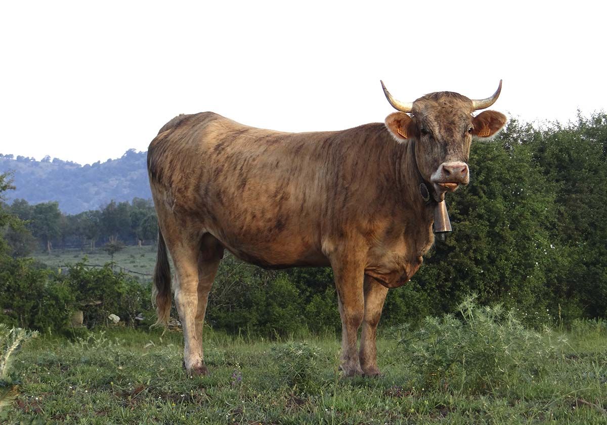 Vacas 36
