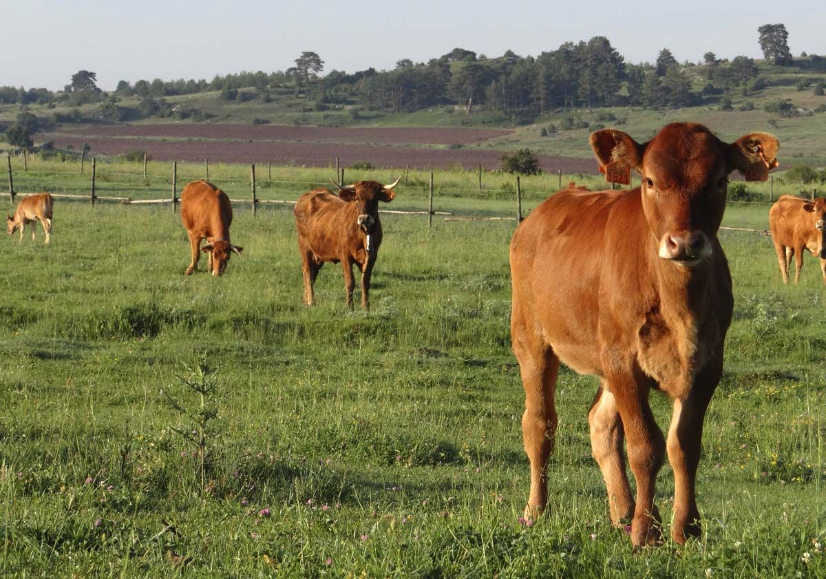 Vacas 37