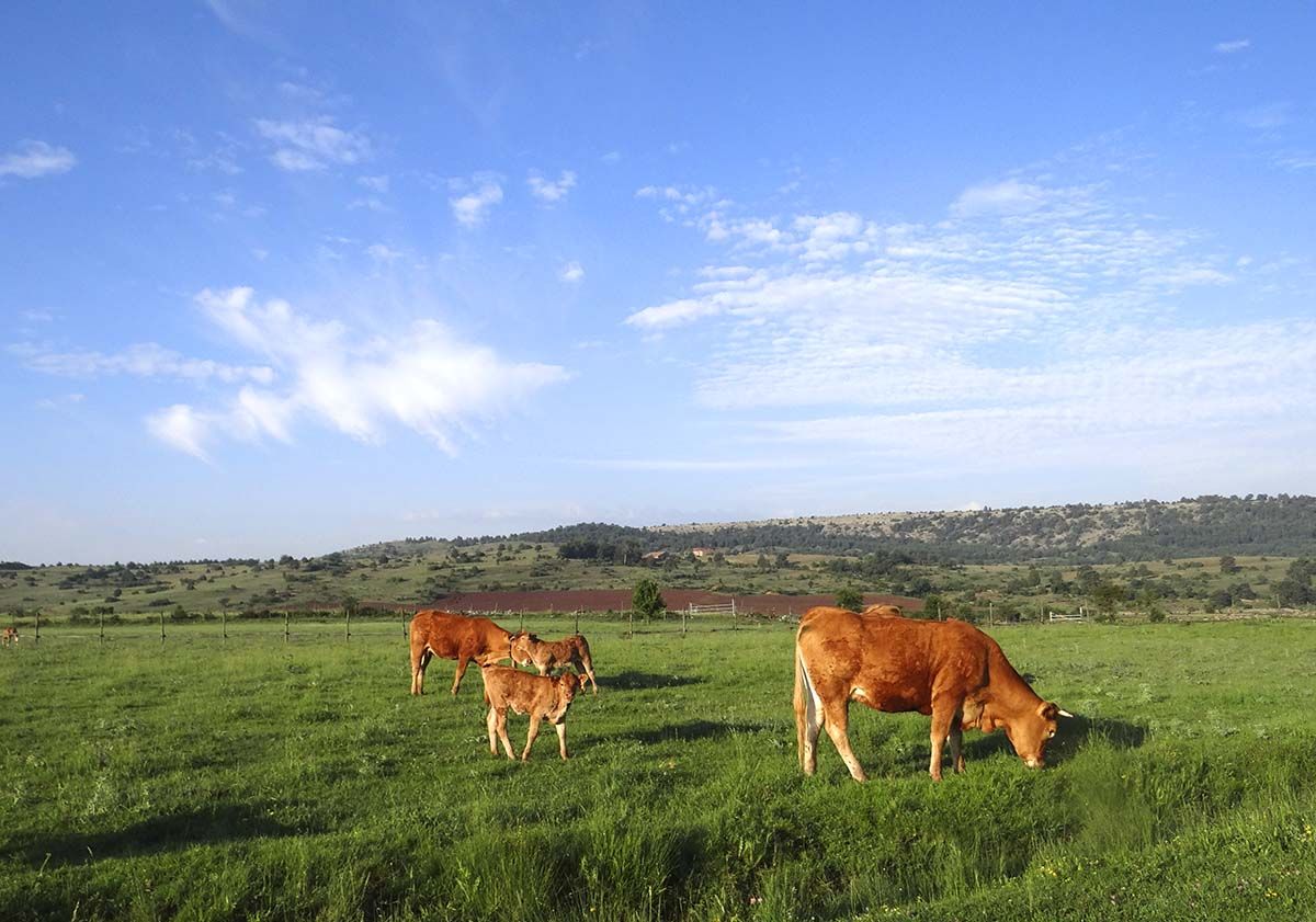Vacas 38
