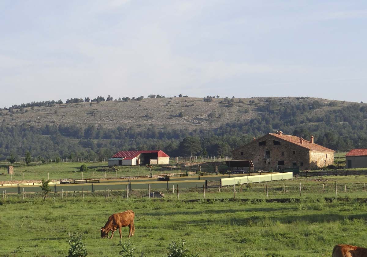 Vacas 39