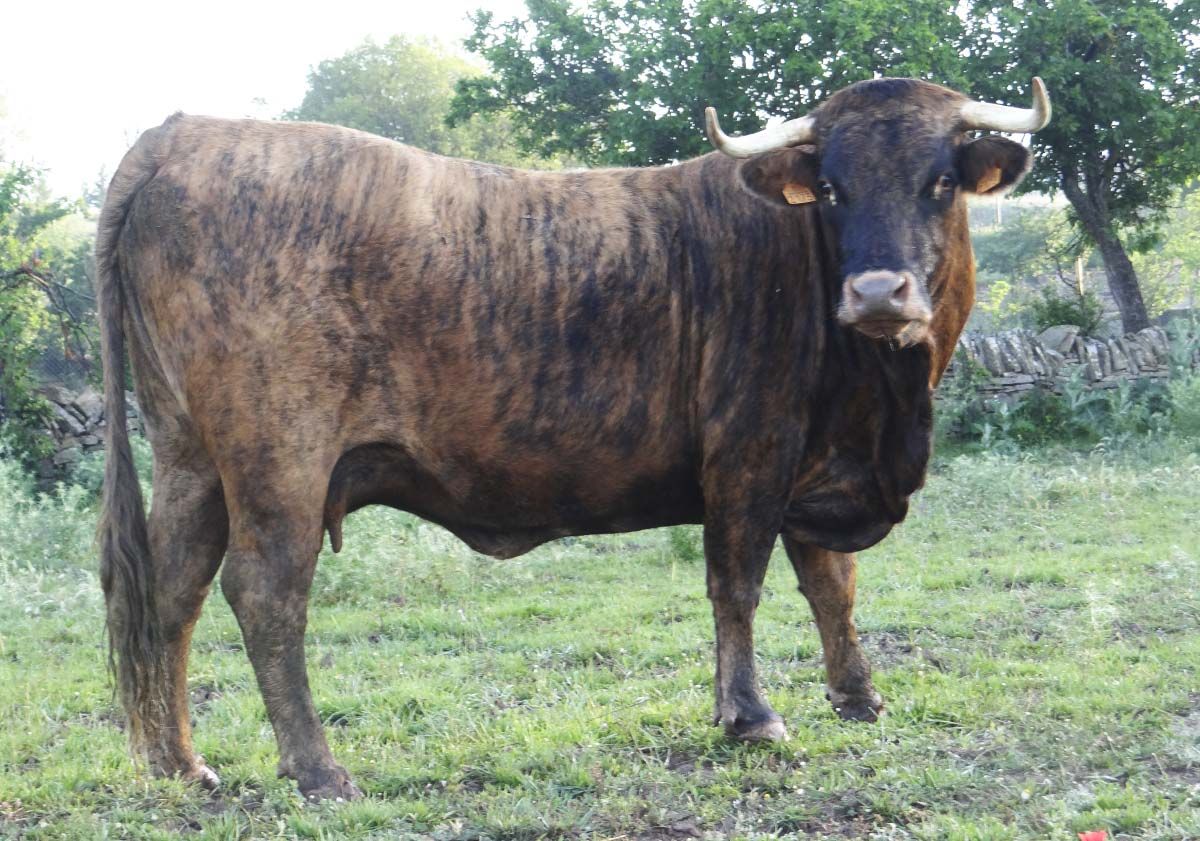 Vacas 40