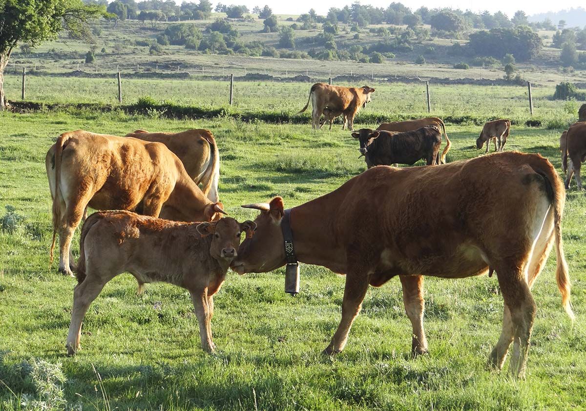 Vacas 41