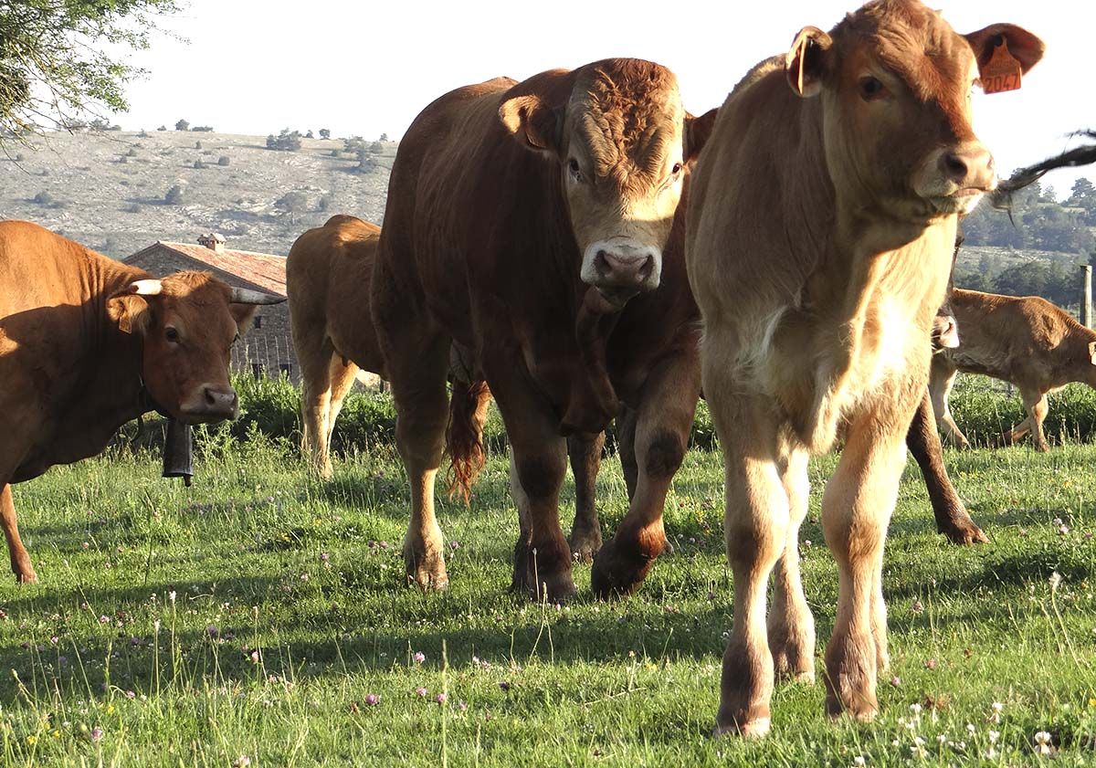 Vacas 42